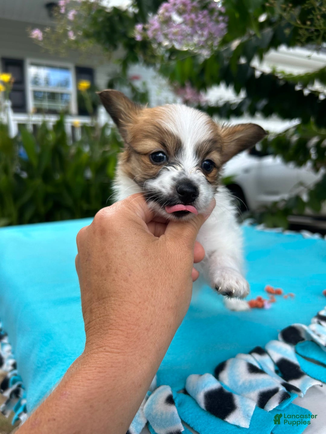 Papillon dogs for sale: Male Puppy 1 - Image 3