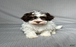 Havapoo dogs for sale: Noah - Image 1