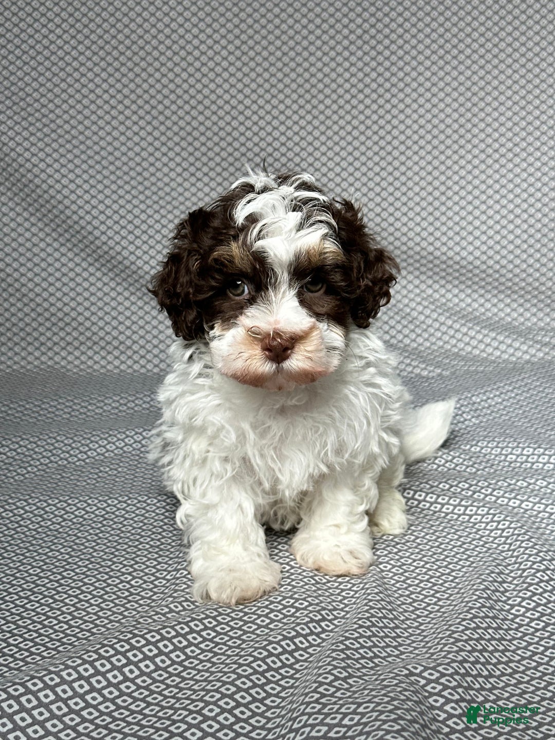Havapoo dogs for sale: Noah - Image 1