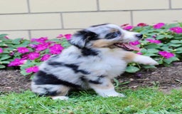 Miniature Australian Shepherd dogs for sale: Fiona - Image 4