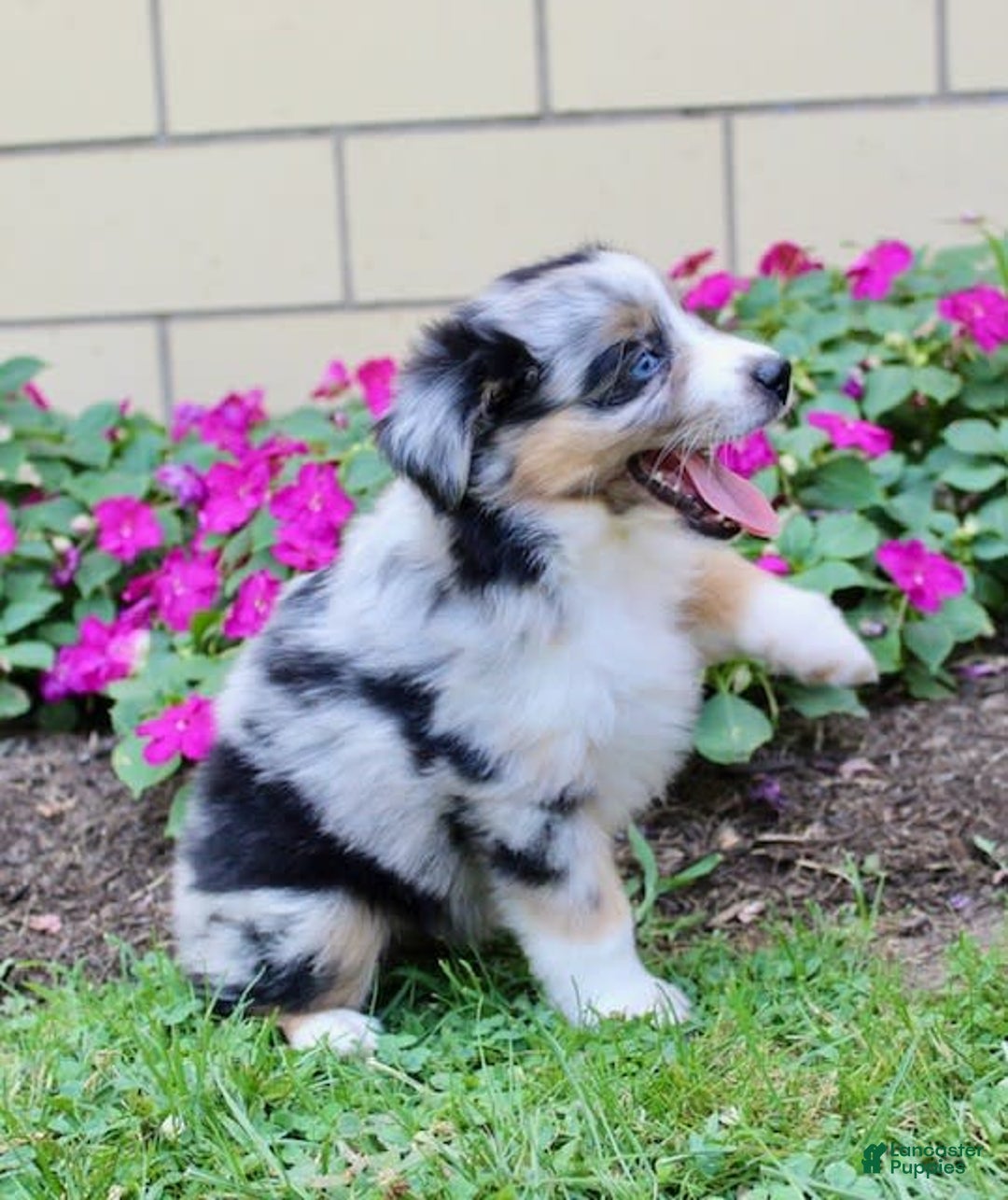 Miniature Australian Shepherd dogs for sale: Fiona - Image 4