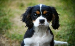 Cavalier King Charles Spaniel dogs for sale: Nero - Image 9