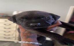 Cane Corso dogs for sale: Yellow - Image 3