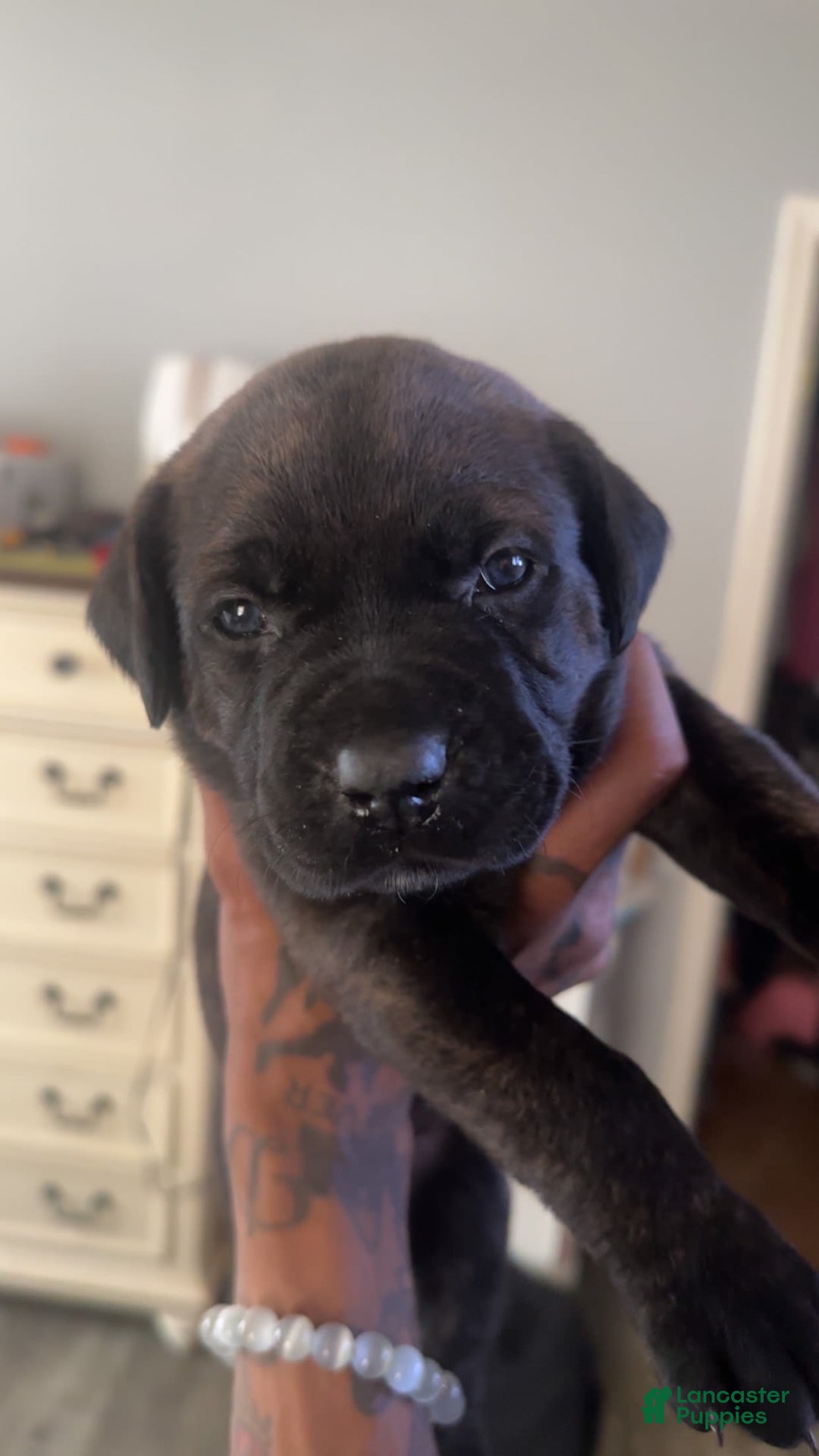 Cane Corso dogs for sale: Yellow - Image 3