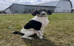 Standard Poodle dogs for sale: Piglet - Image 3