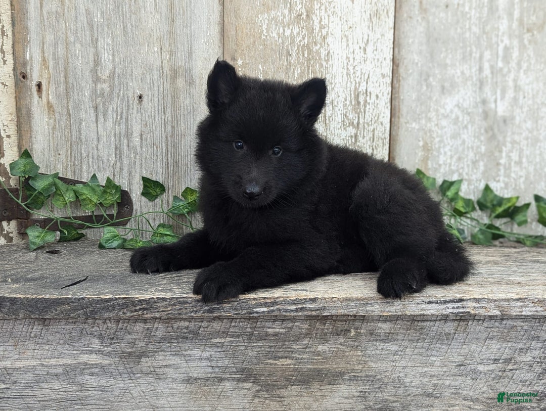 categoriesInfo:categoryAttributeOptions.pets.dogs.breed.belgianGroenendael dogs for sale: Onyx - Image 2