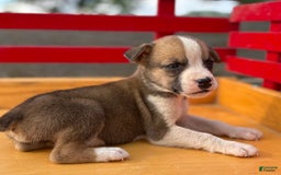 Boxer dogs for sale: Pickles - Image 2