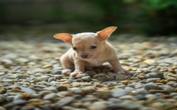 Chihuahua dogs for sale: Chihuahua 5 puppies - Image 1