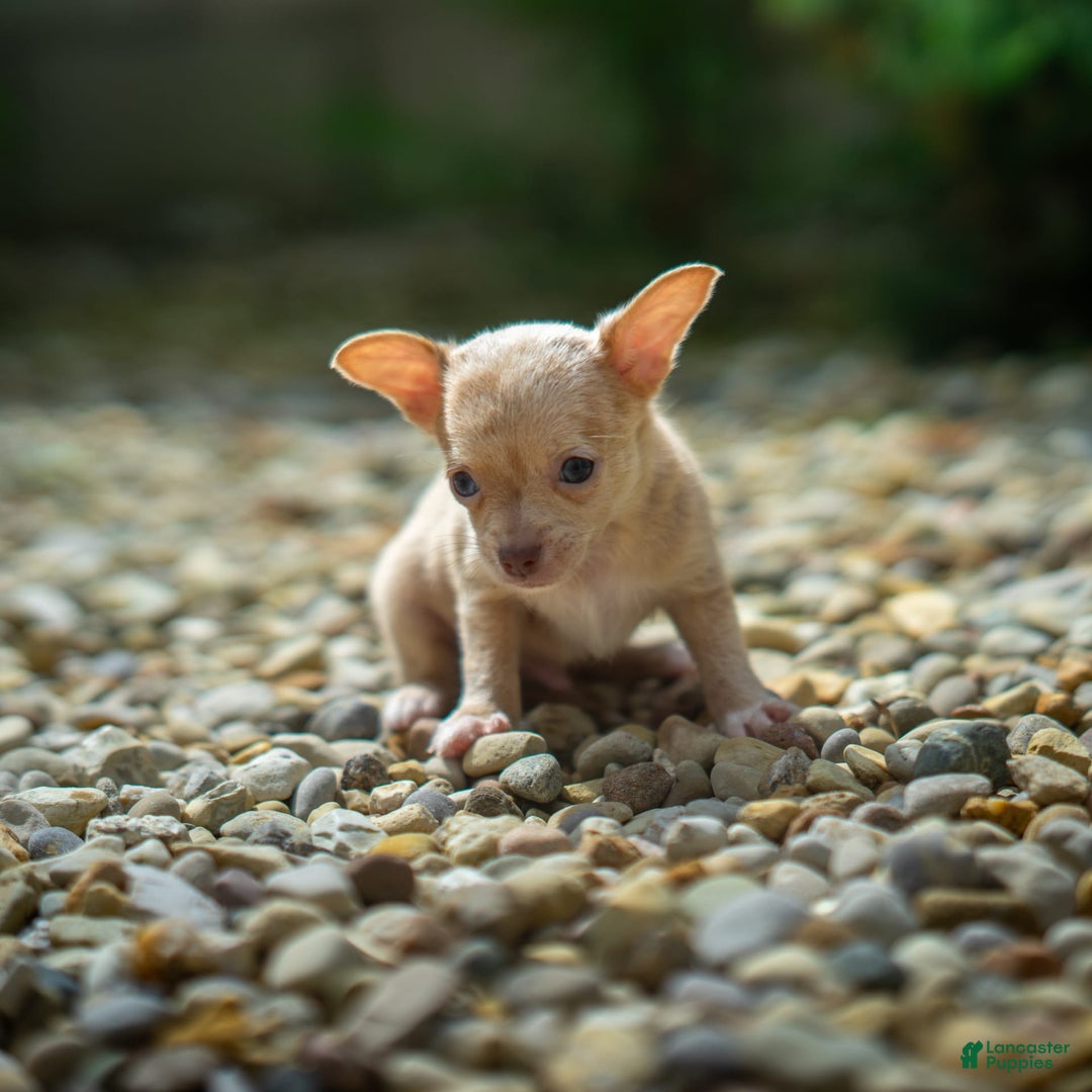 Chihuahua dogs for sale: Chihuahua 5 puppies - Image 1