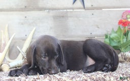 Labrador Retriever dogs for sale: Buckshot - Image 1