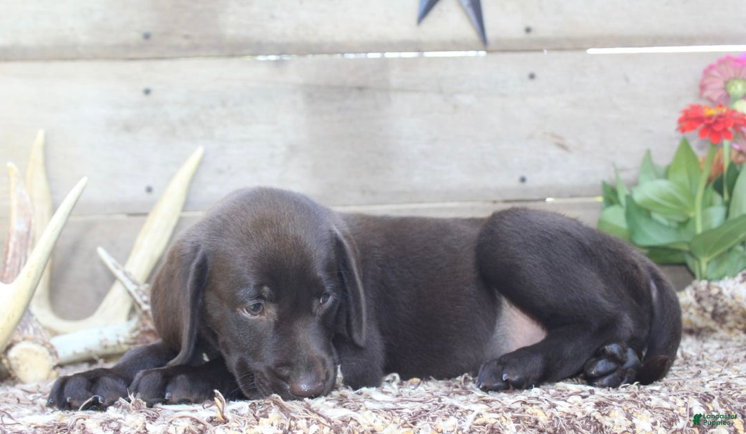 Labrador Retriever dogs for sale: Buckshot - Image 1