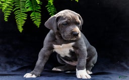Great Dane dogs for sale: Molly - Image 26