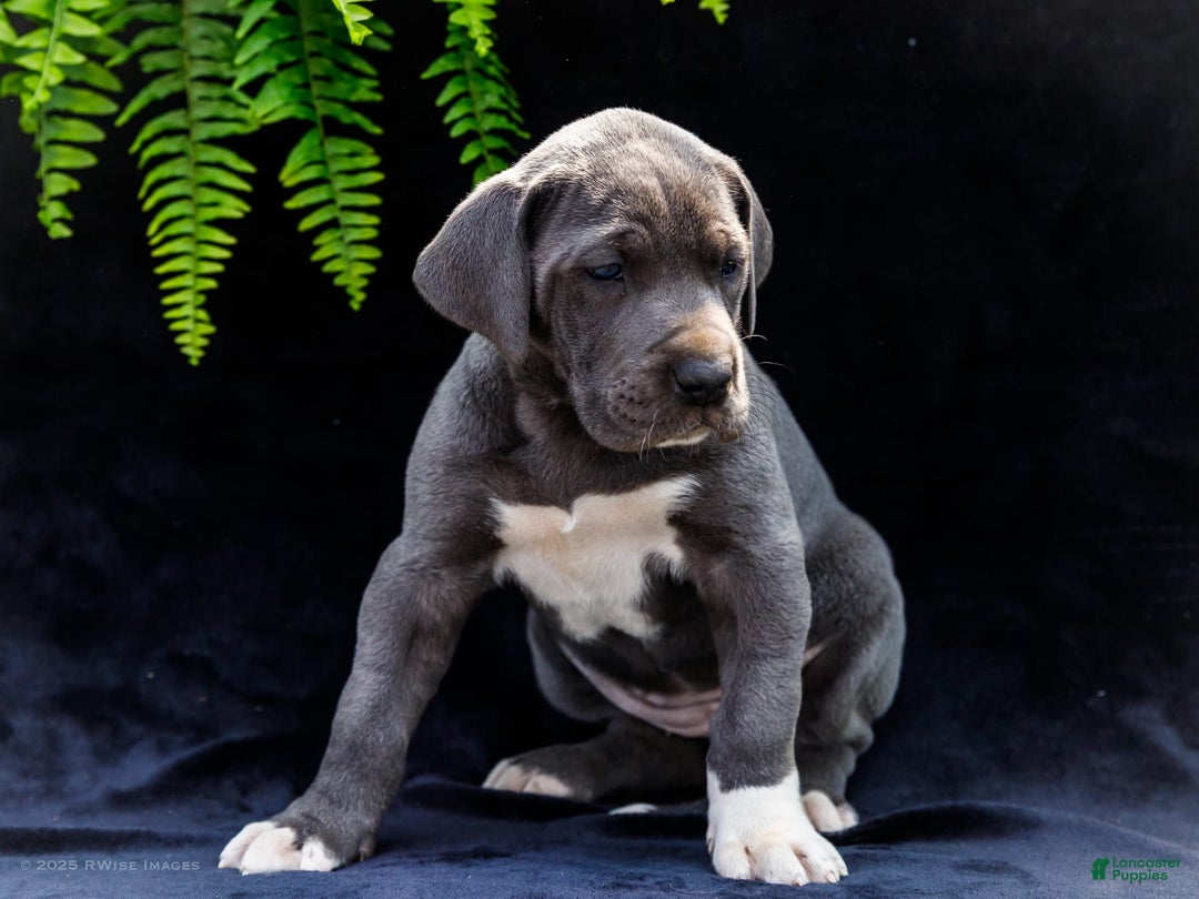 Great Dane dogs for sale: Molly - Image 26