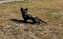 French Bulldog dogs for sale: Toby - Image 4