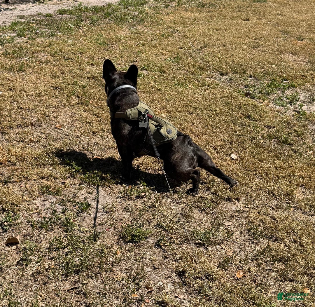 French Bulldog dogs for sale: Toby - Image 4