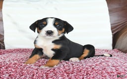 Greater Swiss Mountain Dog dogs for sale: Goldie - Image 10