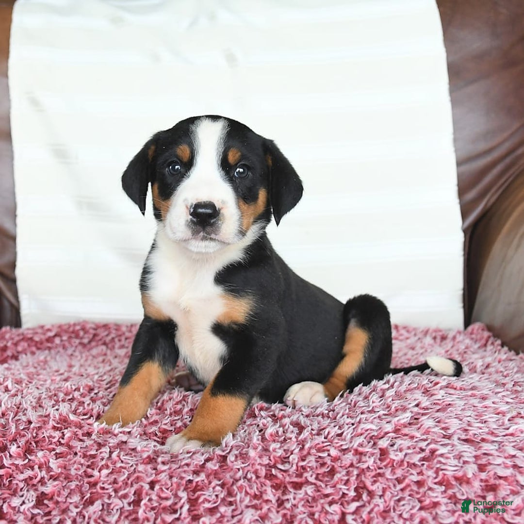 Greater Swiss Mountain Dog dogs for sale: Goldie - Image 10