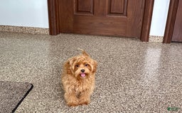 Maltipoo dogs for sale: Cody - Image 2