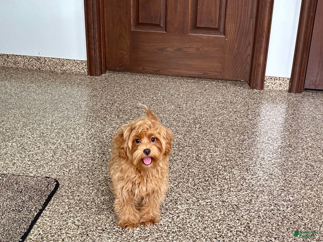 Maltipoo dogs for sale: Cody - Image 2