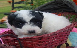 Toy Poodle dogs for sale: Blondie - Image 5