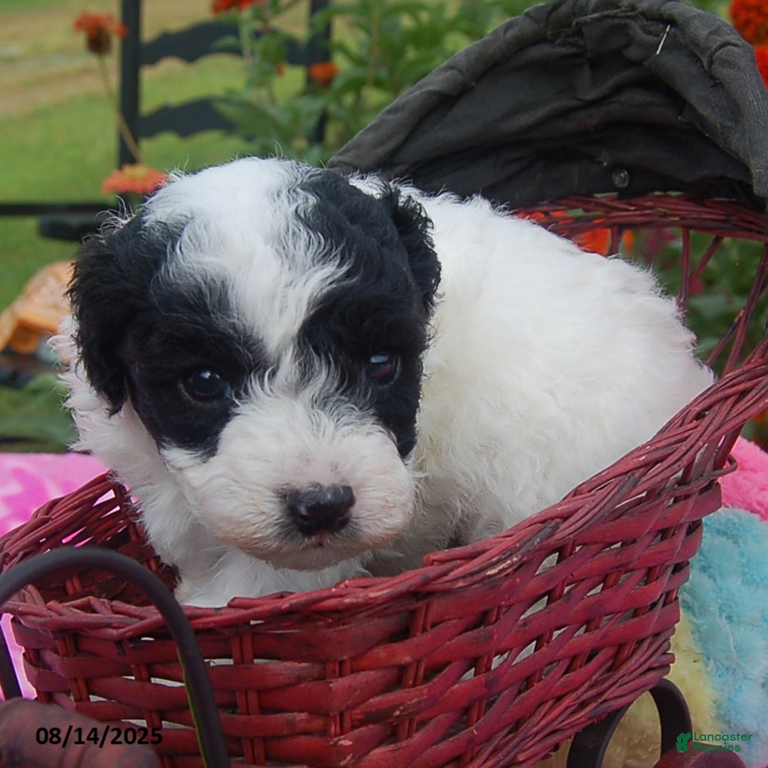 Toy Poodle dogs for sale: Blondie - Image 5
