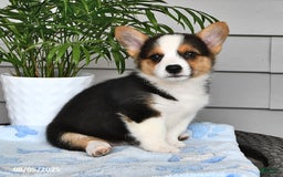 Welsh Corgi Pembroke dogs for sale: Jewel - Image 3