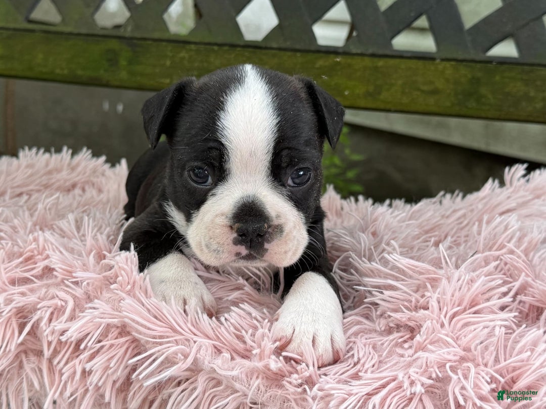 Frenchton dogs for sale: Jax - Image 3