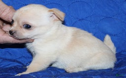Chihuahua dogs for sale: Ivy - Image 1