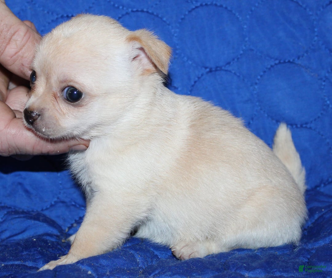 Chihuahua dogs for sale: Ivy - Image 1