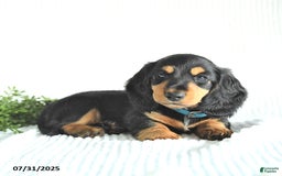 Miniature Dachshund dogs for sale: Rocky - Image 2