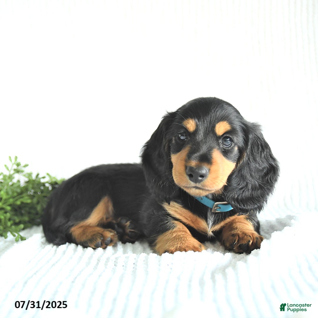Miniature Dachshund dogs for sale: Rocky - Image 2