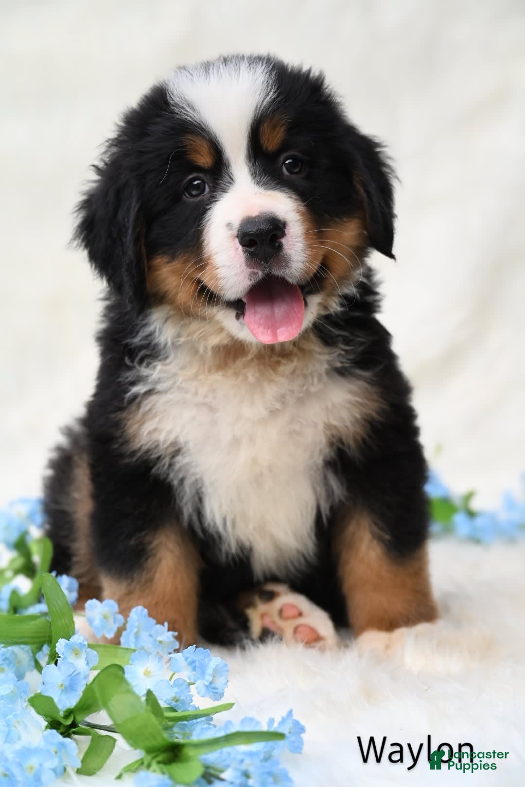 Bernese Mountain Dog dogs for sale: Waylon - Image 6