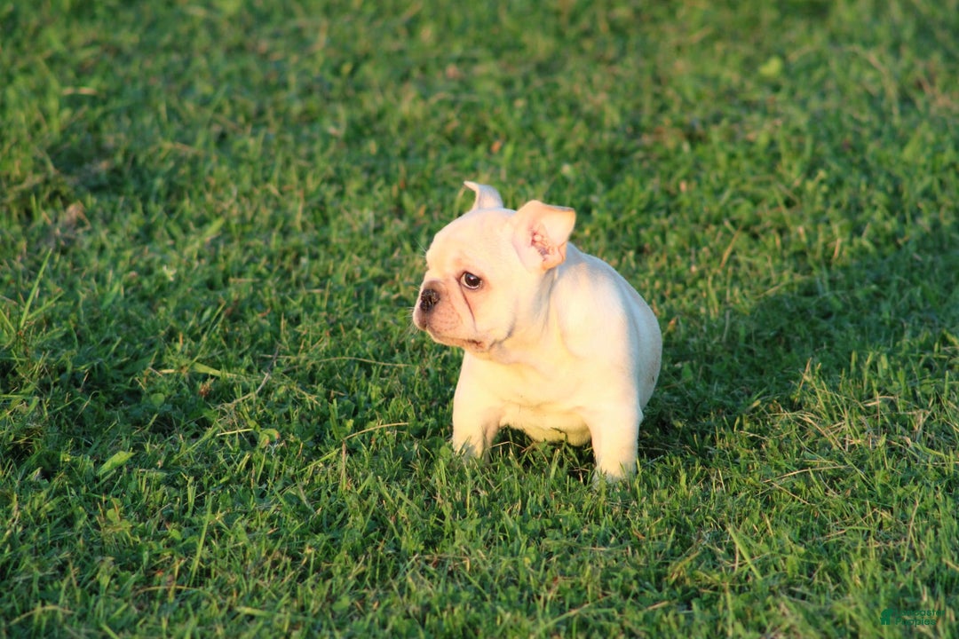 French Bulldog dogs for sale: Lincoln - Image 24