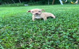 Chihuahua dogs for sale: Bella - Image 1