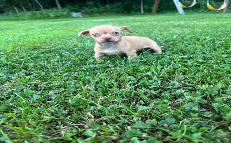 Chihuahua dogs for sale - Ad 3