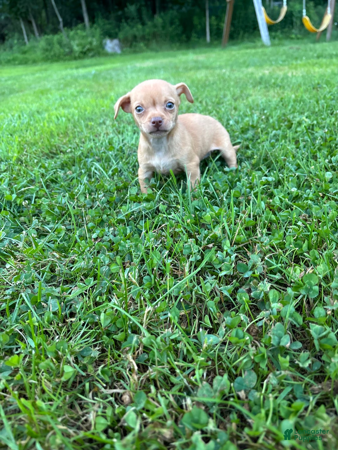 Chihuahua dogs for sale: Bella - Image 1