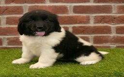 Newfoundland dogs for sale: Amber - Image 2