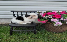 Shih Tzu dogs for sale: Twinkle - Image 6