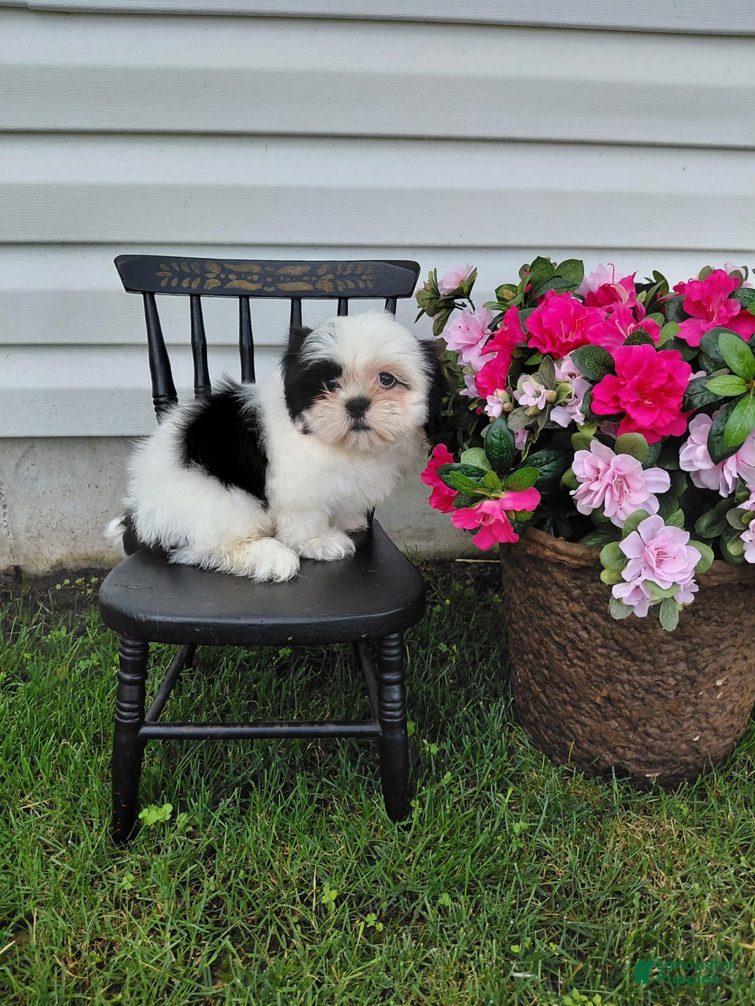 Shih Tzu dogs for sale: Twinkle - Image 6