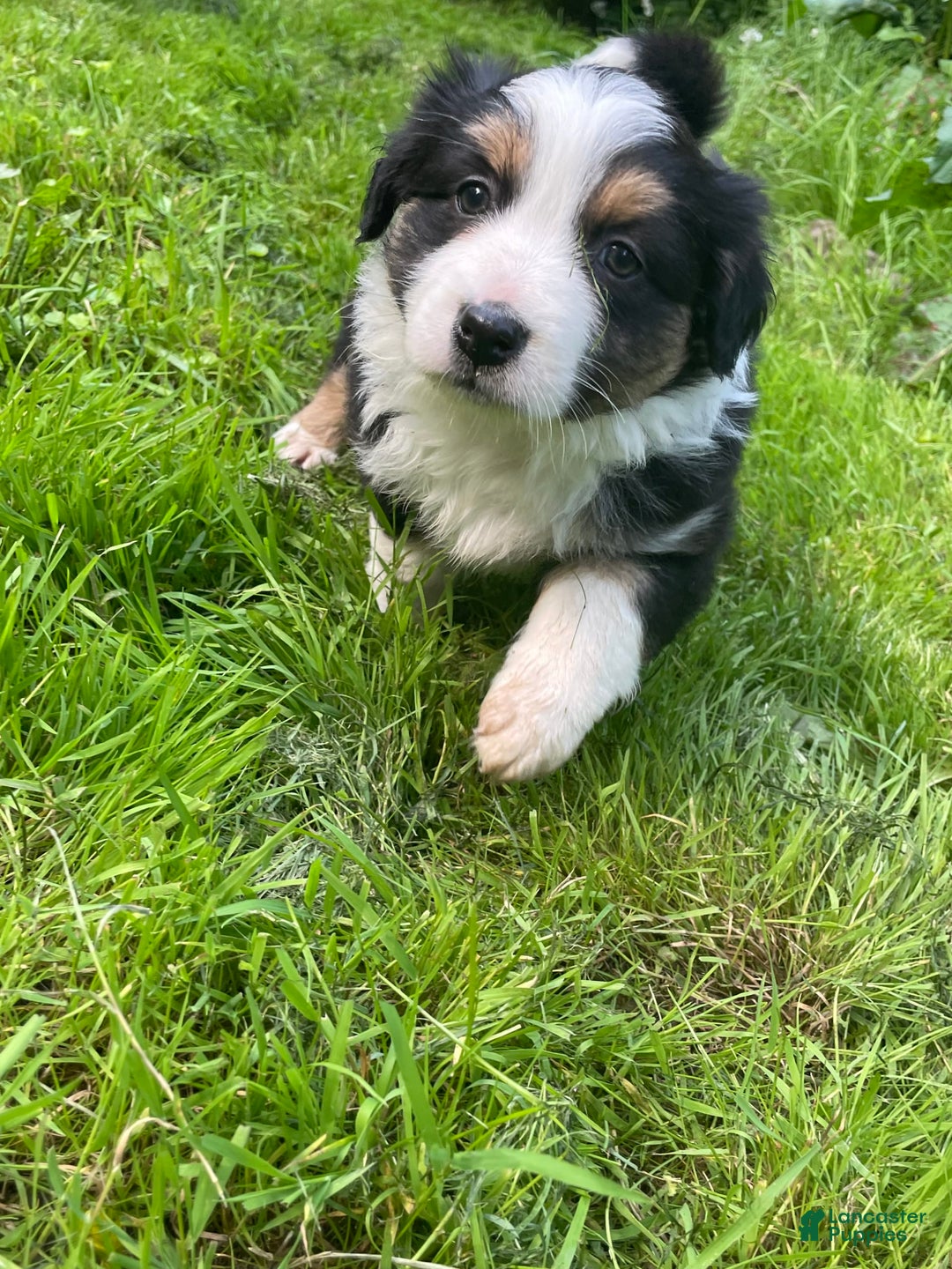 Australian Shepherd dogs for sale: Minnie - Image 1