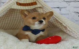 Welsh Corgi Pembroke dogs for sale: Gilbert - Image 17