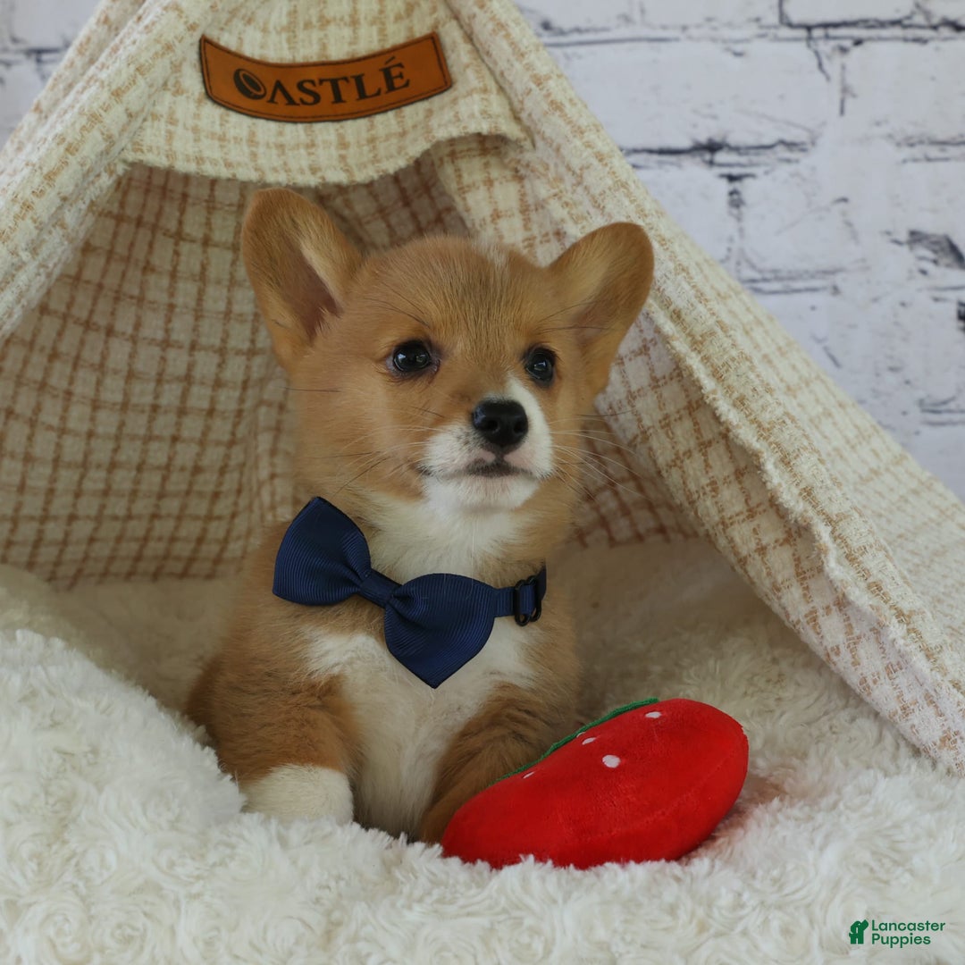 Welsh Corgi Pembroke dogs for sale: Gilbert - Image 17