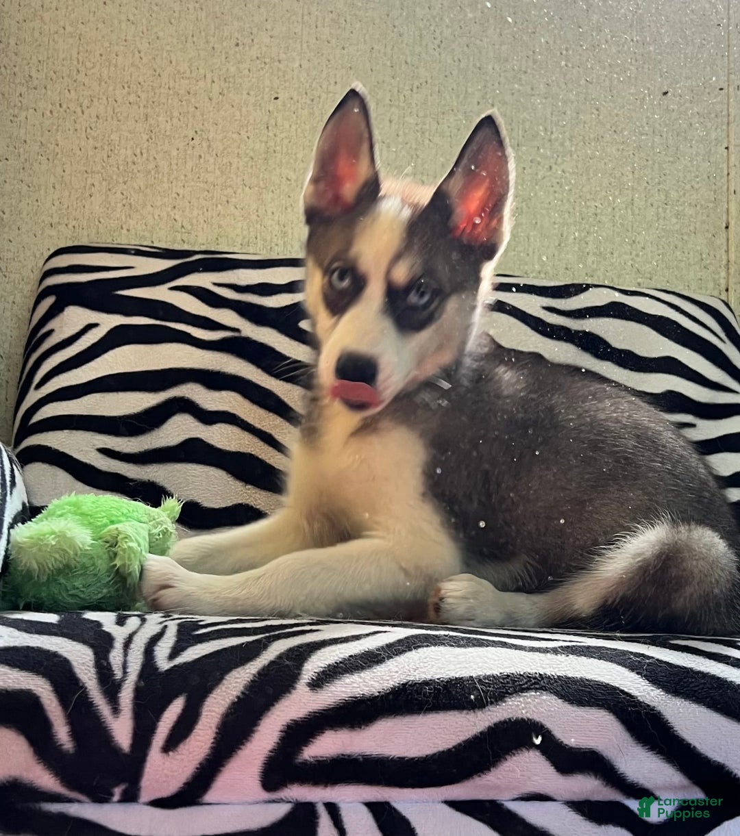 Siberian Husky dogs for sale: Shana - Image 6