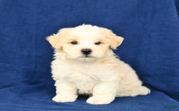 Shihpoo dogs for sale: Jake - Image 4