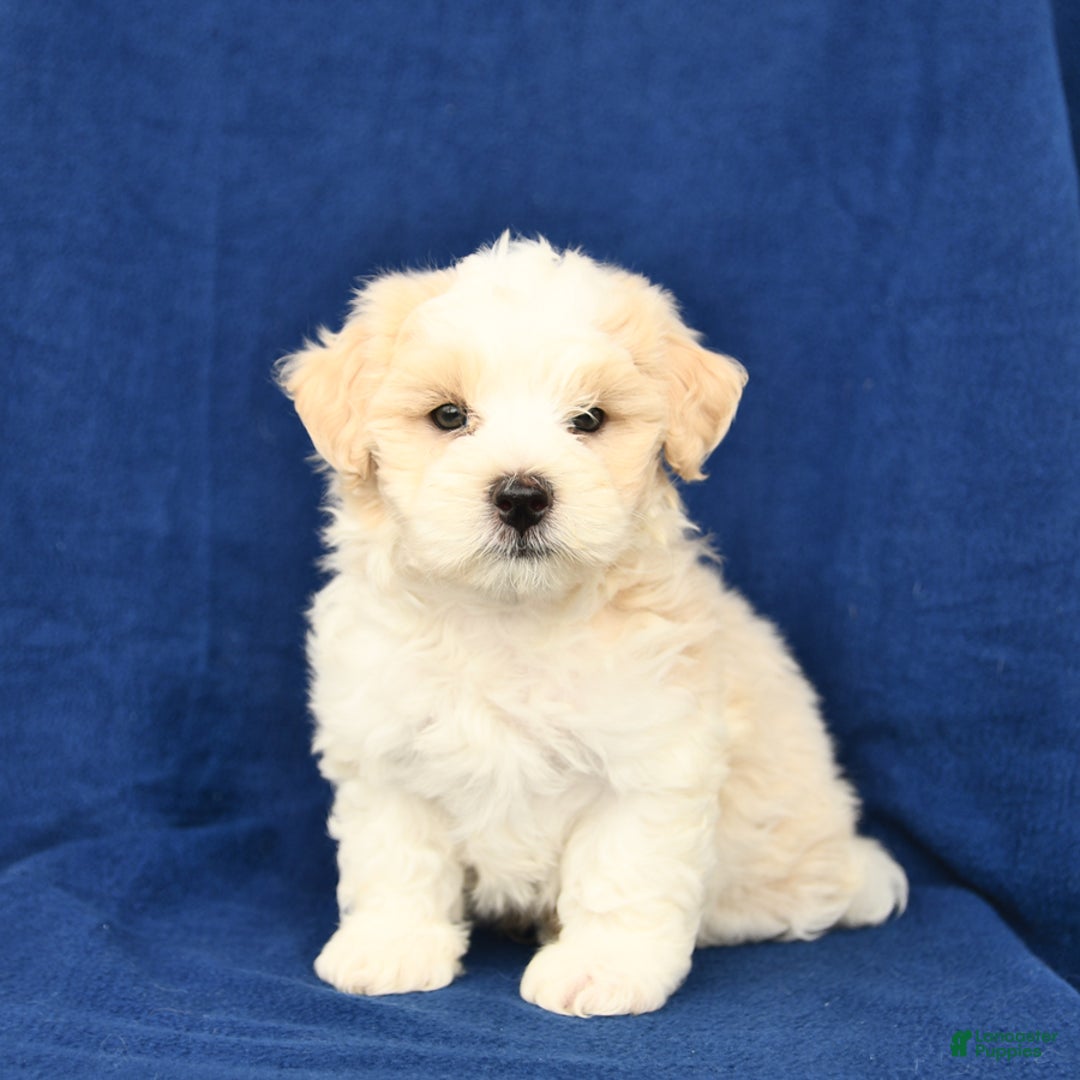 Shihpoo dogs for sale: Jake - Image 4
