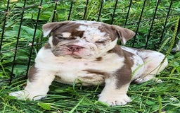 English Bulldog dogs for sale: Rocky - Image 6