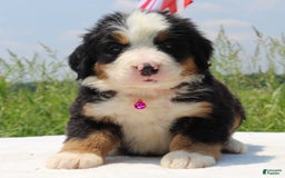 Bernese Mountain Dog dogs for sale: Wenna - Image 5