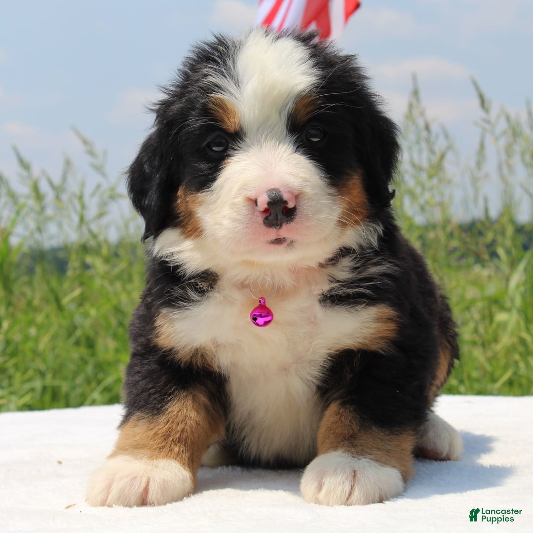 Bernese Mountain Dog dogs for sale: Wenna - Image 5