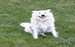 American Eskimo dogs for sale: Pompom - Image 8