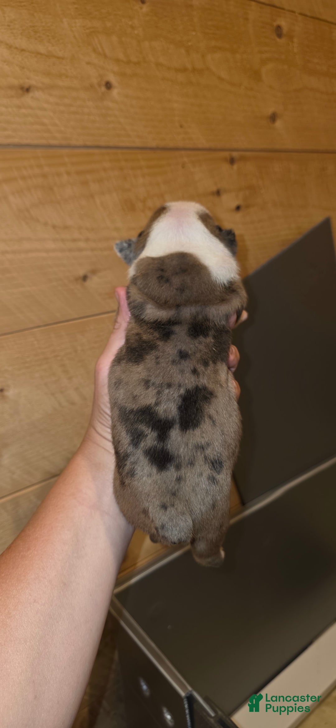 Olde English Bulldogge dogs for sale: Jimi - Image 10